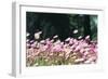 Everlastings in Spring-FS Studio-Framed Giclee Print