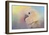 Every Day Is Colorful Umbrella Cockatoo-Jai Johnson-Framed Giclee Print