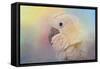 Every Day Is Colorful Umbrella Cockatoo-Jai Johnson-Framed Stretched Canvas