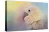 Every Day Is Colorful Umbrella Cockatoo-Jai Johnson-Stretched Canvas