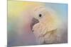 Every Day Is Colorful Umbrella Cockatoo-Jai Johnson-Mounted Giclee Print