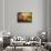 Every Little Thing-Philippe Sainte-Laudy-Framed Stretched Canvas displayed on a wall