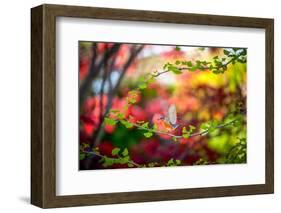 Every Little Thing-Philippe Sainte-Laudy-Framed Photographic Print