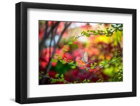 Every Little Thing-Philippe Sainte-Laudy-Framed Photographic Print