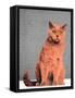 Everybody wants to be a cat-Anne Storno-Framed Stretched Canvas