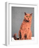 Everybody wants to be a cat-Anne Storno-Framed Giclee Print