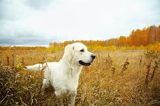 Young Golden Retriever for a Walk in Nature. Dog Breed Labrador Outdoors.-Evgeny Bakharev-Laminated Photographic Print