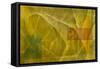 Evolution, 2004-Mathew Clum-Framed Stretched Canvas