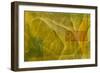 Evolution, 2004-Mathew Clum-Framed Giclee Print