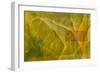 Evolution, 2004-Mathew Clum-Framed Giclee Print