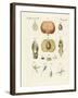 Evolution and Reproduction of Plants and Sleep of the Leaves-null-Framed Giclee Print