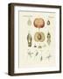 Evolution and Reproduction of Plants and Sleep of the Leaves-null-Framed Giclee Print