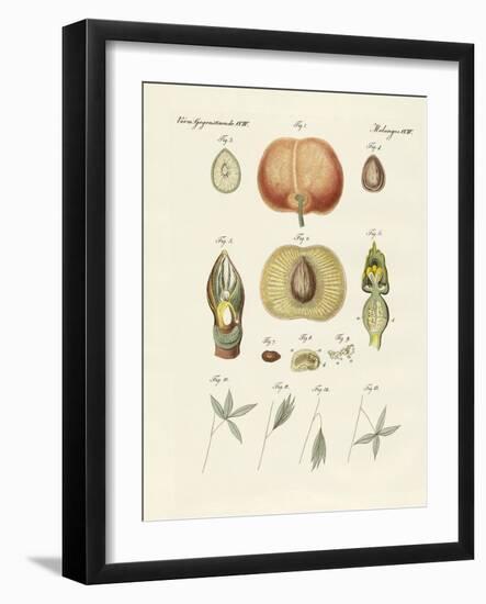 Evolution and Reproduction of Plants and Sleep of the Leaves-null-Framed Giclee Print