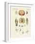 Evolution and Reproduction of Plants and Sleep of the Leaves-null-Framed Giclee Print