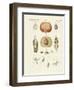 Evolution and Reproduction of Plants and Sleep of the Leaves-null-Framed Giclee Print