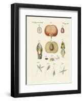 Evolution and Reproduction of Plants and Sleep of the Leaves-null-Framed Giclee Print