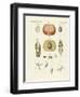 Evolution and Reproduction of Plants and Sleep of the Leaves-null-Framed Giclee Print