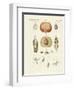 Evolution and Reproduction of Plants and Sleep of the Leaves-null-Framed Giclee Print