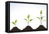 Evolution of A Young Plant-agencyby-Framed Stretched Canvas