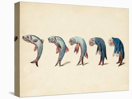 Evolution of Fish into Old Man, c. 1870-Science Source-Stretched Canvas