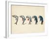 Evolution of Fish into Old Man, c. 1870-Science Source-Framed Giclee Print