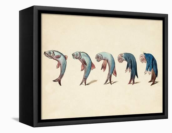 Evolution of Fish into Old Man, c. 1870-Science Source-Framed Stretched Canvas