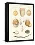 Evolution of Hens, Pigeons and Snake from Eggs-null-Framed Stretched Canvas