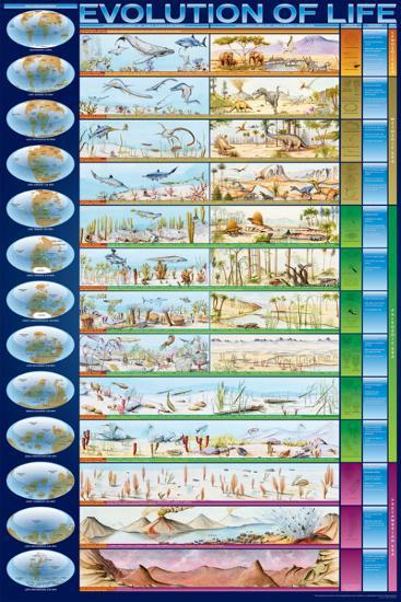 Evolution of Life-null-Lamina Framed Poster