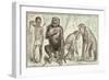 Evolution of Man from Mammals, from "La Creation Naturelle Et Les Etres Vivants"-A. Demarle-Framed Giclee Print