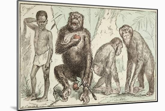 Evolution of Man from Mammals, from "La Creation Naturelle Et Les Etres Vivants"-A. Demarle-Mounted Giclee Print