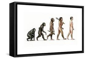 Evolution of Man-Karen Humpage-Framed Stretched Canvas