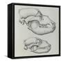 Evolution of Shape of Bear's Skull (Ursus Sp)-null-Framed Stretched Canvas