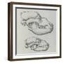 Evolution of Shape of Bear's Skull (Ursus Sp)-null-Framed Giclee Print