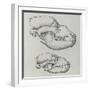 Evolution of Shape of Bear's Skull (Ursus Sp)-null-Framed Giclee Print