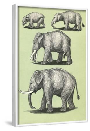 'Evolution of the Elephant' Art | AllPosters.com