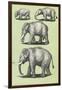 Evolution of the Elephant-null-Framed Art Print