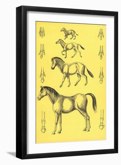 Evolution of the Horse-null-Framed Art Print