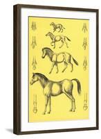 Evolution of the Horse-null-Framed Art Print