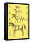 Evolution of the Horse-null-Framed Stretched Canvas