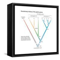 Evolutionary History of the Globin Genes. Dots Indicate Points at Which Ancestral Genes Duplicated-Encyclopaedia Britannica-Framed Stretched Canvas