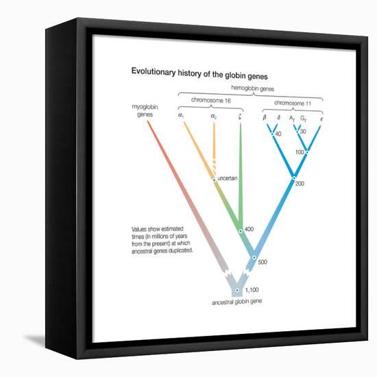 Evolutionary History of the Globin Genes. Dots Indicate Points at Which Ancestral Genes Duplicated-Encyclopaedia Britannica-Framed Stretched Canvas