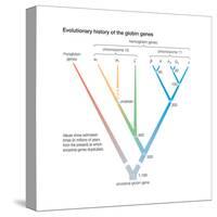 Evolutionary History of the Globin Genes. Dots Indicate Points at Which Ancestral Genes Duplicated-Encyclopaedia Britannica-Stretched Canvas