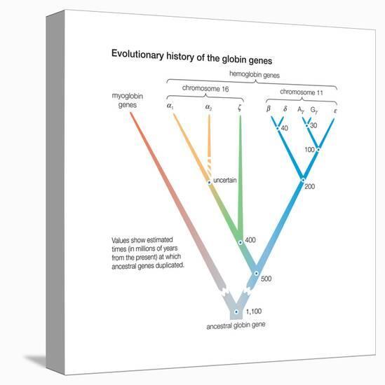 Evolutionary History of the Globin Genes. Dots Indicate Points at Which Ancestral Genes Duplicated-Encyclopaedia Britannica-Stretched Canvas