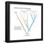 Evolutionary History of the Globin Genes. Dots Indicate Points at Which Ancestral Genes Duplicated-Encyclopaedia Britannica-Framed Poster