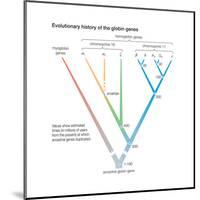 Evolutionary History of the Globin Genes. Dots Indicate Points at Which Ancestral Genes Duplicated-Encyclopaedia Britannica-Mounted Poster