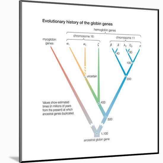 Evolutionary History of the Globin Genes. Dots Indicate Points at Which Ancestral Genes Duplicated-Encyclopaedia Britannica-Mounted Poster