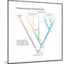 Evolutionary History of the Globin Genes. Dots Indicate Points at Which Ancestral Genes Duplicated-Encyclopaedia Britannica-Mounted Poster