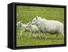 Ewe and lambs-Kevin Schafer-Framed Stretched Canvas