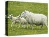 Ewe and lambs-Kevin Schafer-Stretched Canvas