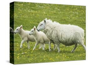 Ewe and lambs-Kevin Schafer-Stretched Canvas